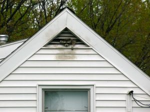 Raccoon climbing out of attic vent