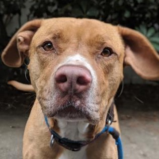 Dog Available for Adoption from Pet Helpers
